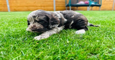 Cockapoo dogs - Advert 8