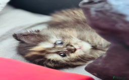 Maine Coon cats for sale: FULL Mainecoon kittens  - Image 24