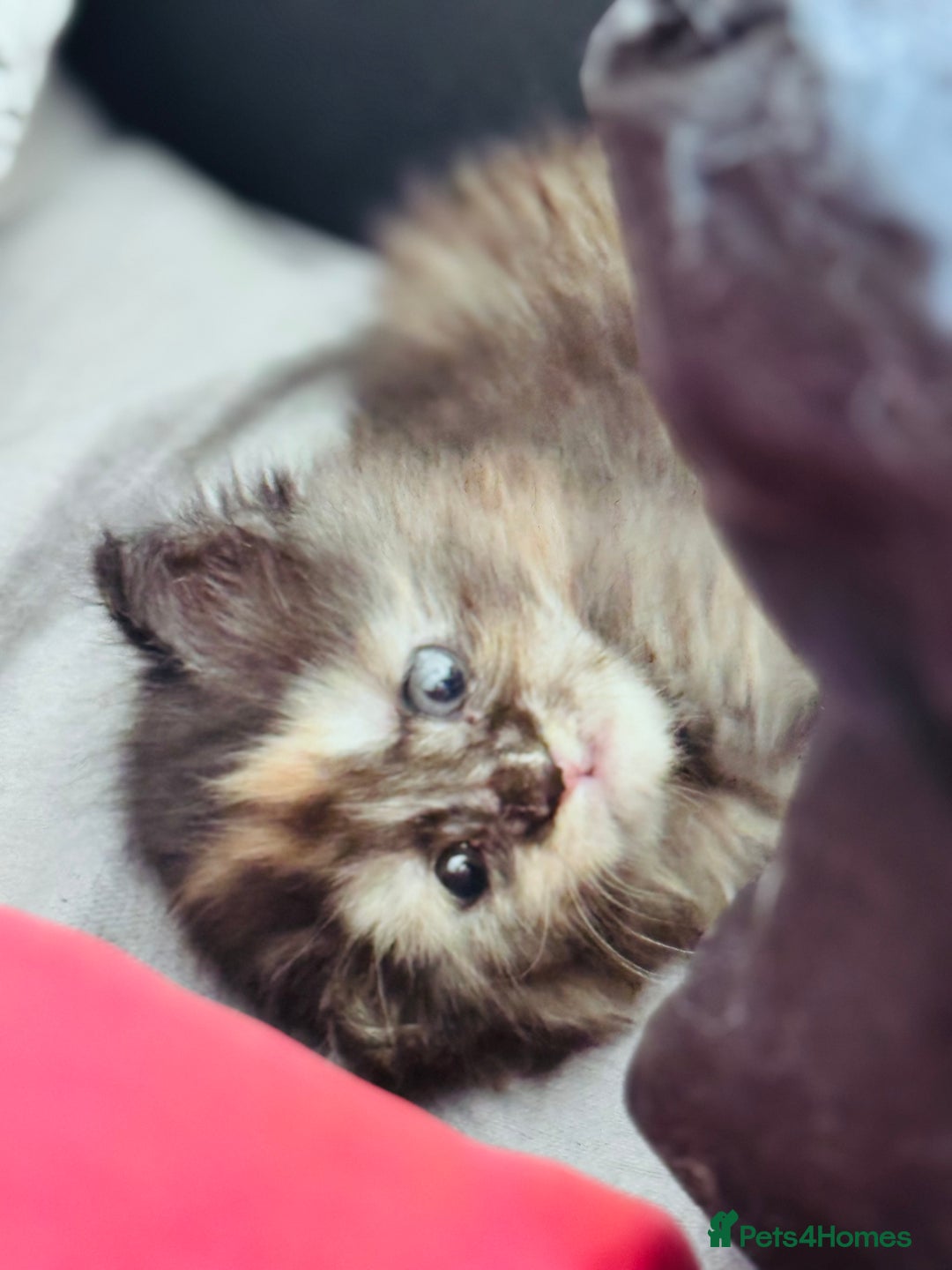 Maine Coon cats for sale: FULL Mainecoon kittens  - Image 24