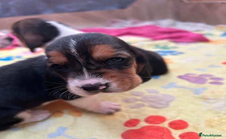 Basset Hound dogs - Advert 1