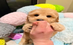 Australian Labradoodle dogs for sale: WALA Reg Apricot Australian Labradoodle Ready Now! - Image 3