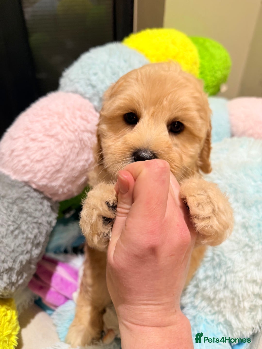 Australian Labradoodle dogs for sale: WALA Reg Apricot Australian Labradoodle Ready Now! - Image 3