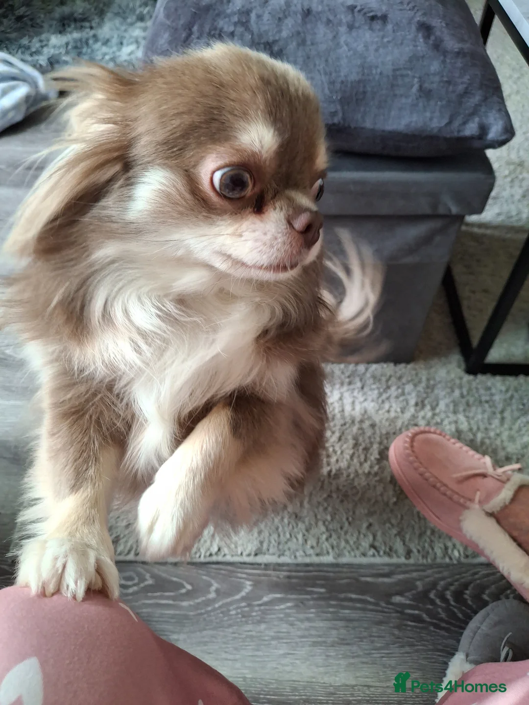 Chihuahua dogs for sale: Ms Rita Page in London - Advert 1