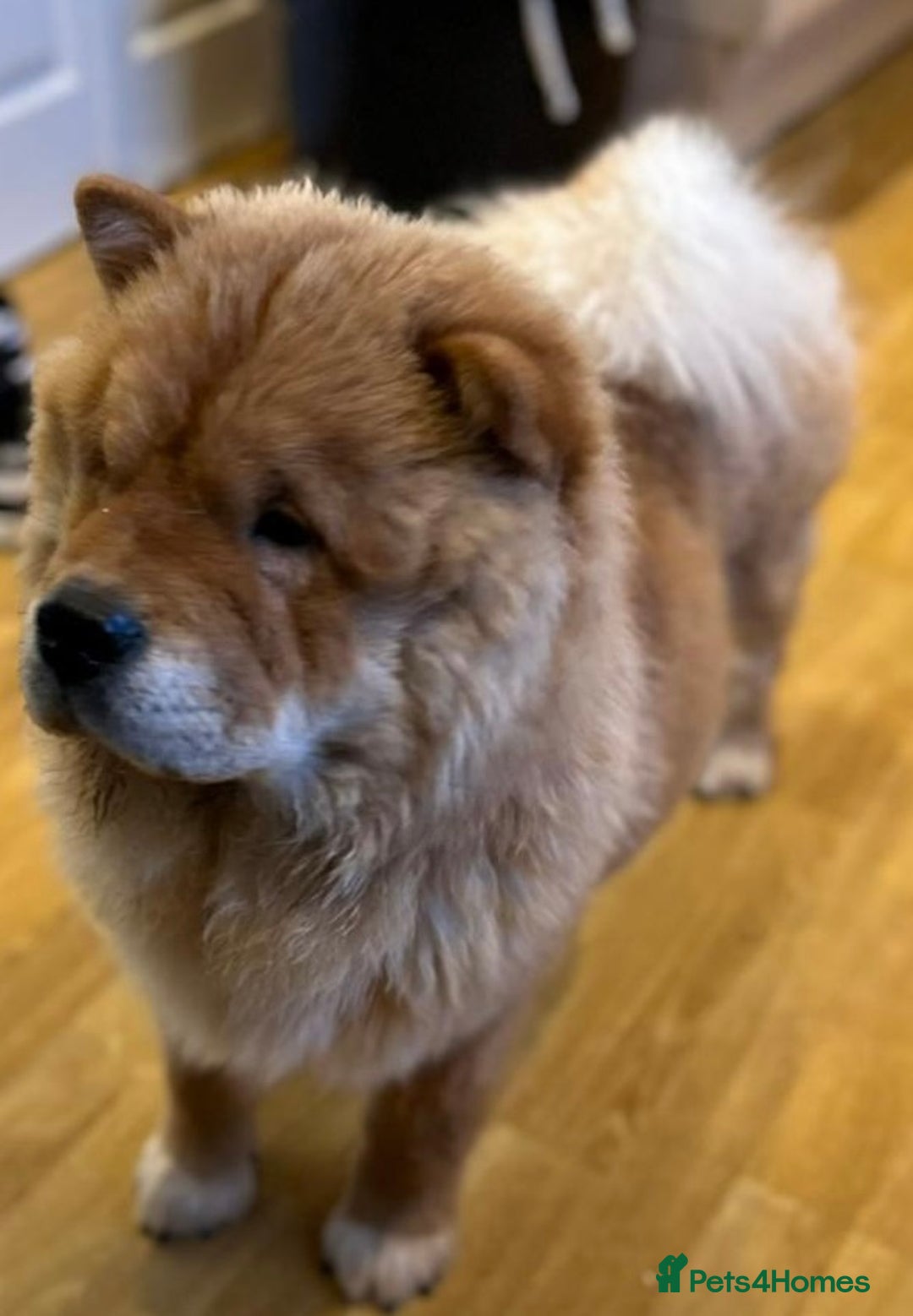 Chow Chow dogs for sale: 5 UNREAL QUALITY CHOWS 😍🦁 final reductions!  - Image 9