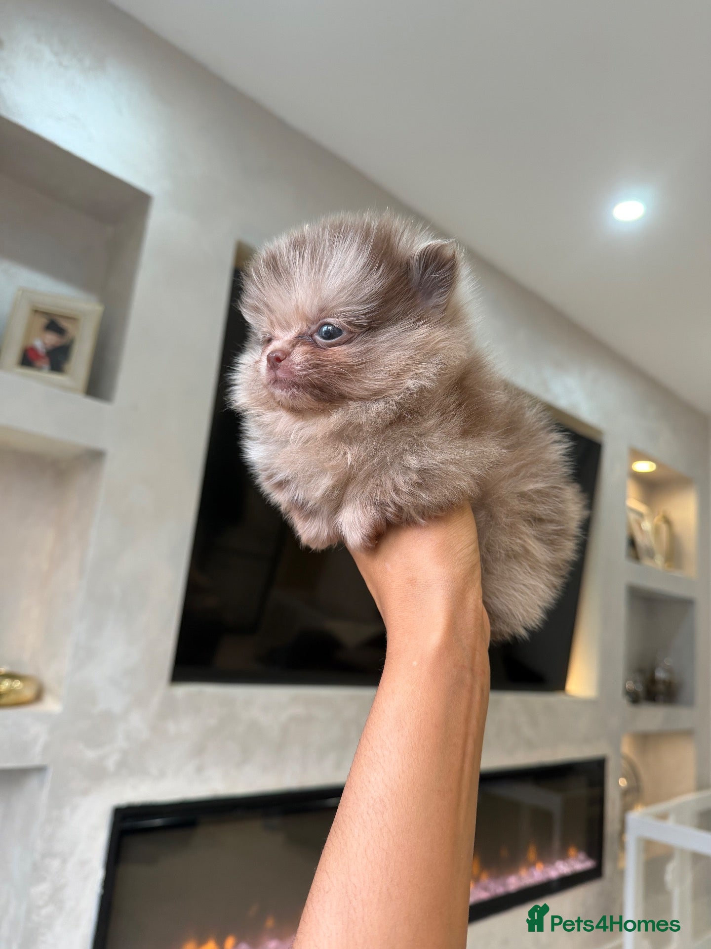 Pomeranian dogs Chocolate Merle Babies  - Advert 1