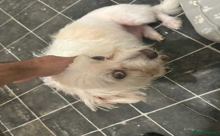 Bichon Frise dogs - Advert 3