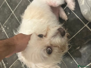 Bichon Frise dogs - Advert 3