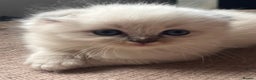 Ragdoll cats for sale: 🐾 Adorable Ragdoll Cross Kittens 🐾 - Advert 14