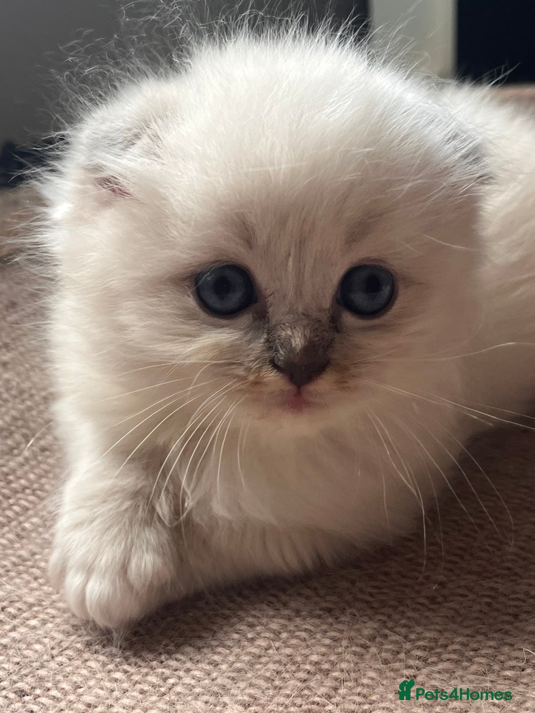 Ragdoll cats for sale: 🐾 Adorable Ragdoll Cross Kittens 🐾 - Advert 14