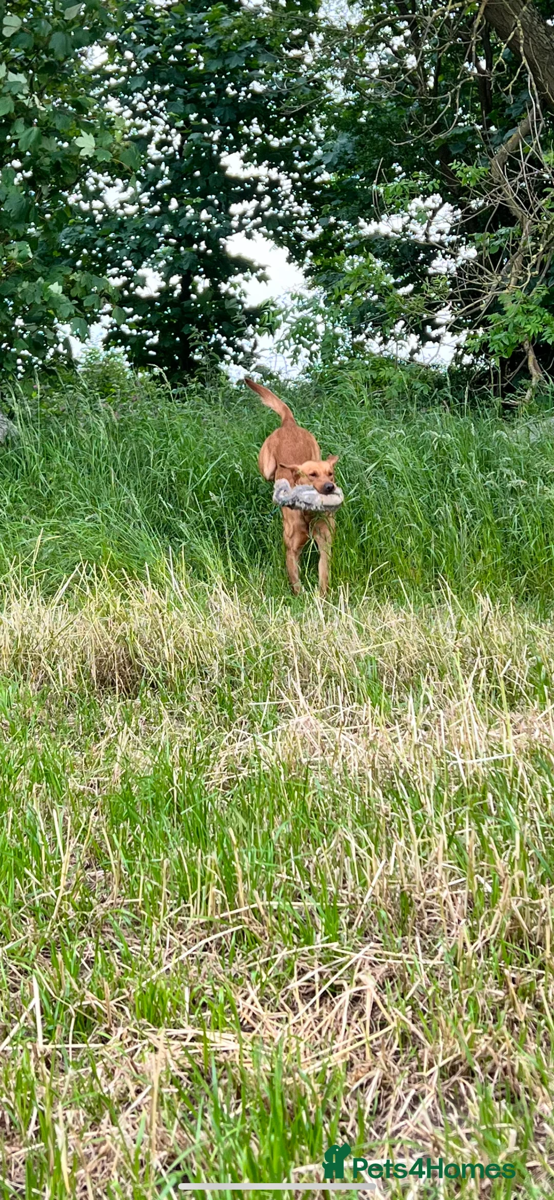 Labrador Retriever dogs for stud: Extensively health tested with 0/0 hips 0/0 elbow in Middlesbrough - Advert 8