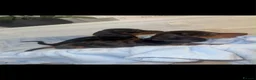 Miniature Dachshund dogs for sale: Miniature dachshund puppies  - Advert 8