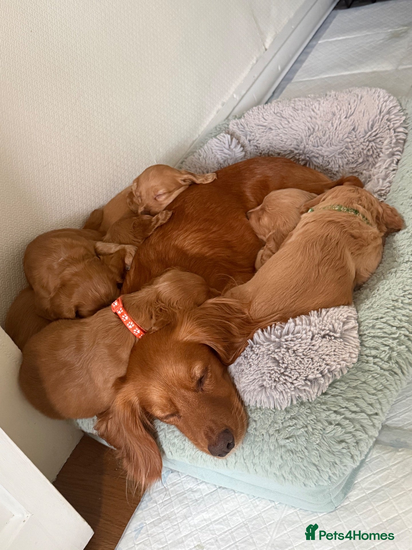 Cocker Spaniel dogs Beautiful Cocker Spaniel Puppies_Girls & One Boy - Advert 9