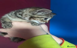 British Shorthair cats for sale: Kitten  - Image 3