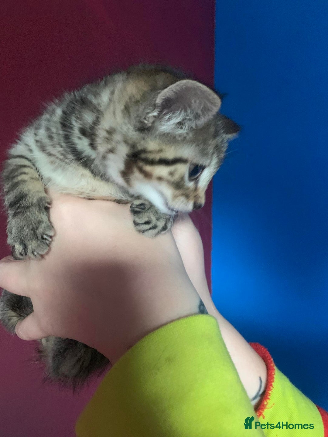 British Shorthair cats for sale: Kitten  - Image 3