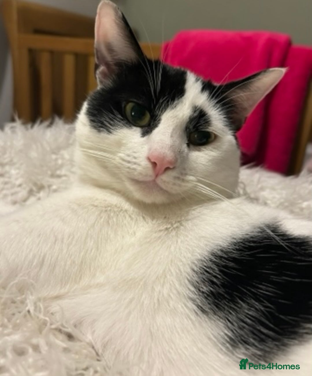 Maine Coon cats for sale: Main coon cross kittens  - Image 12