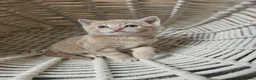 Mixed Breed cats for sale: Stunning long hair kittens, rare coat colours 😽  - Advert 7