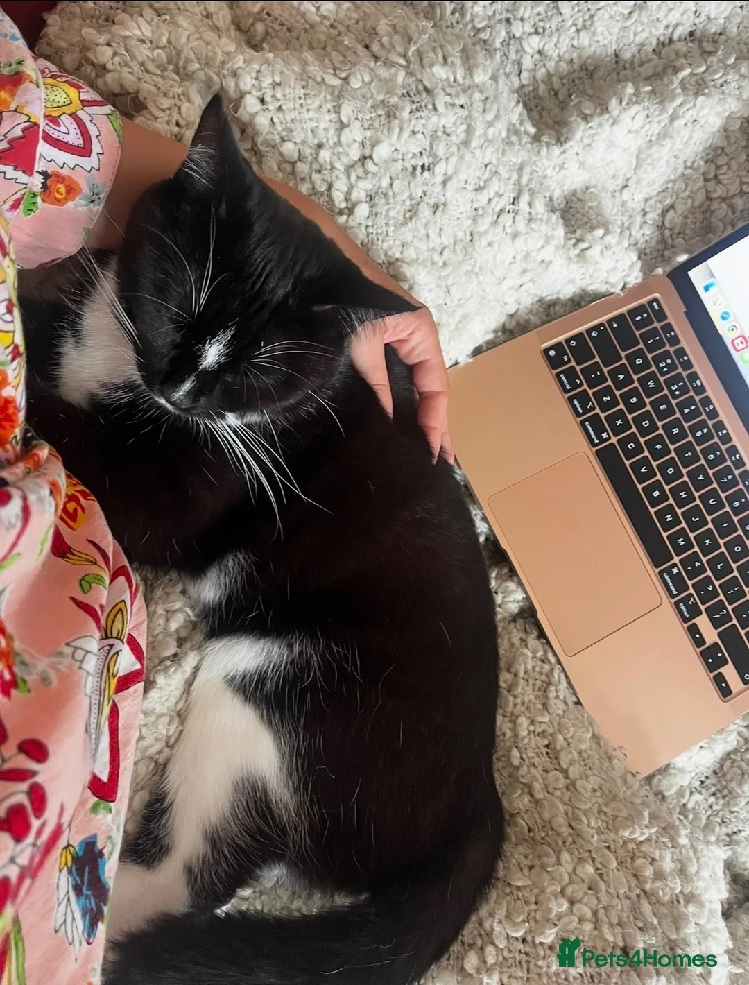 Mixed Breed cats for sale: Our lovely cat free to a new home in Saint Leonards-on-sea - Advert 5