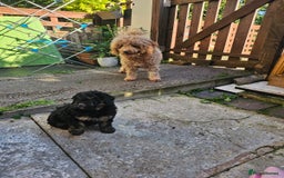Cavapoo dogs for sale: Cavapoo puppie - Image 3