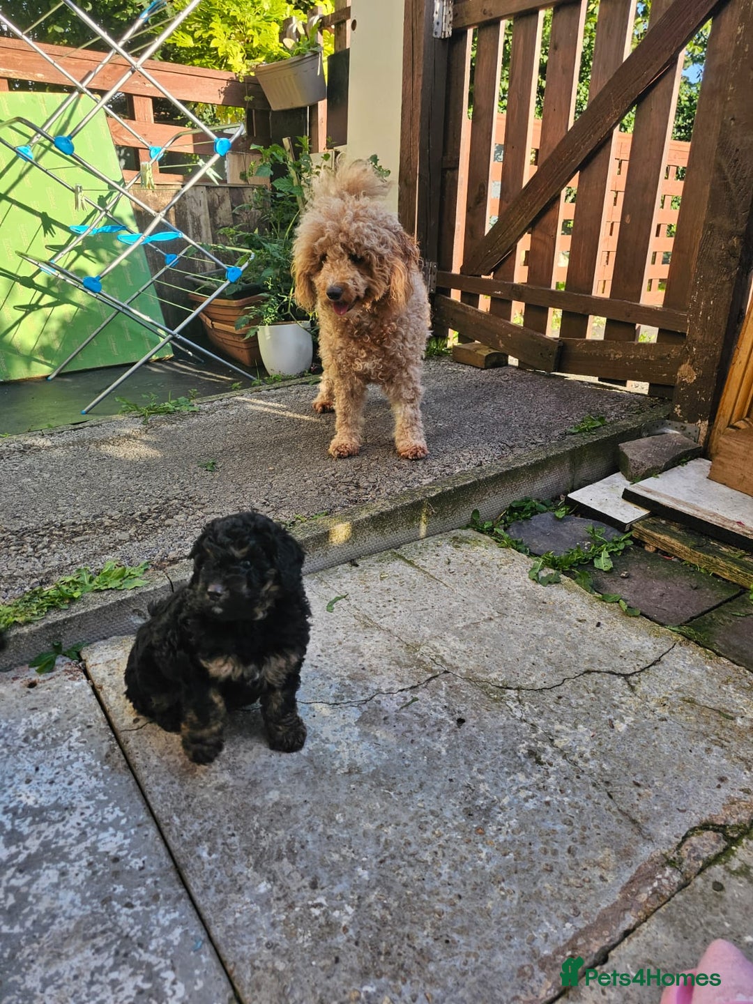 Cavapoo dogs for sale: Cavapoo puppie - Image 3