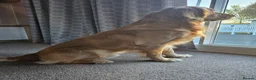 Golden Retriever dogs for stud: KC Registered Golden Retriever Stud Dog DNA Tested - Advert 5