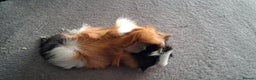 Guinea Pig rodents for sale: Baby boy guinea pigs ready to leave now  - Advert 7