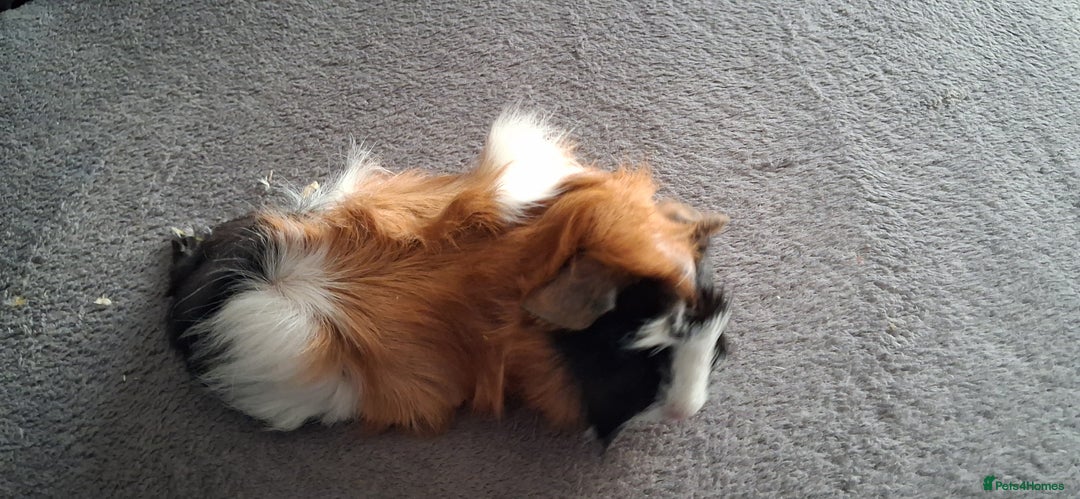 Guinea Pig rodents for sale: Baby boy guinea pigs ready to leave now  - Advert 7