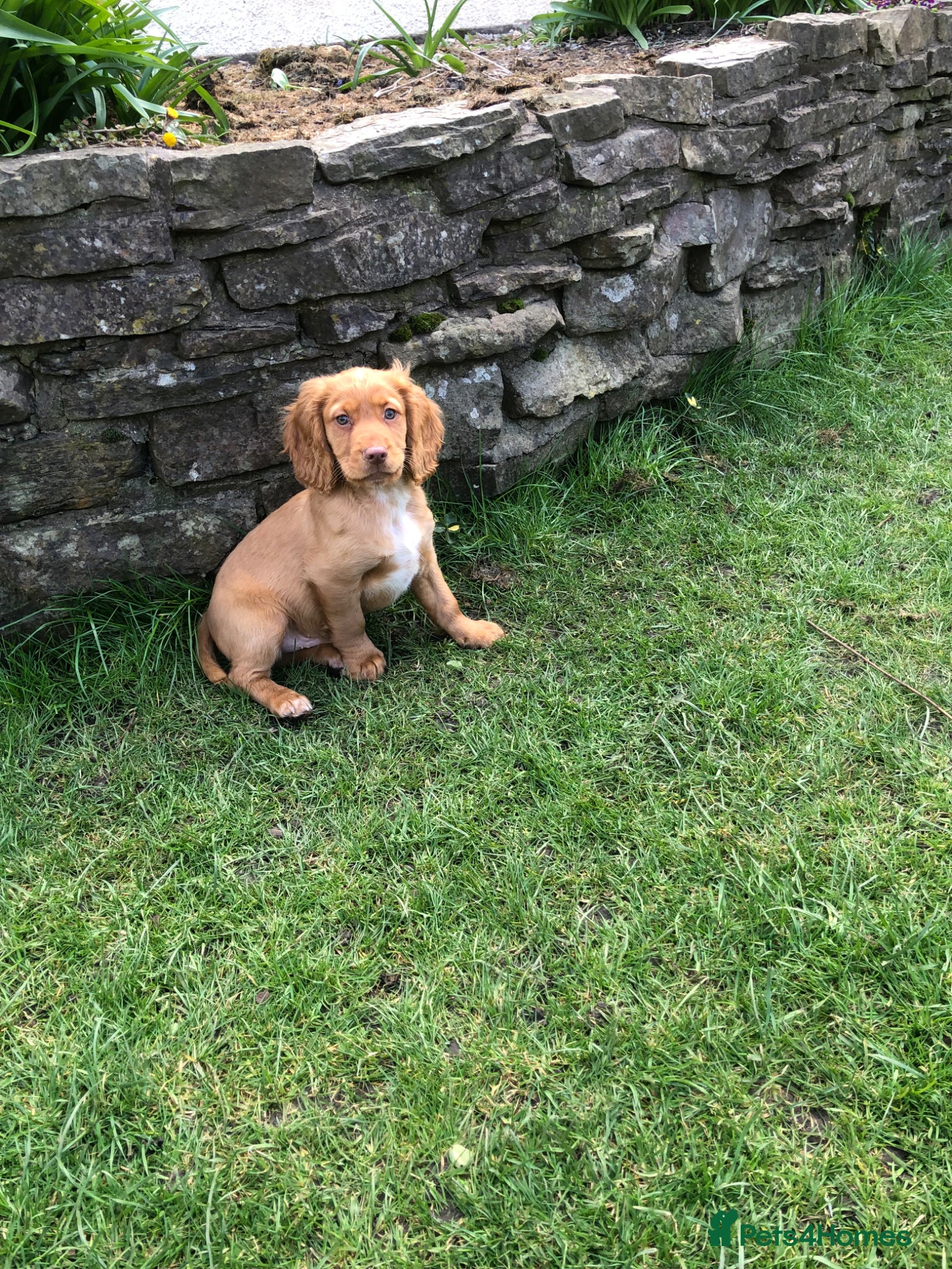 Cocker Spaniel dogs KC REG Beautiful Golden Cocker Spaniel Puppy  - Advert 1