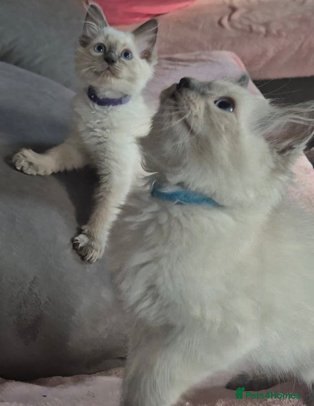 Ragdoll cats for sale:  2 left! 6 Purebred Blue Point Ragdoll Kittens - Image 27