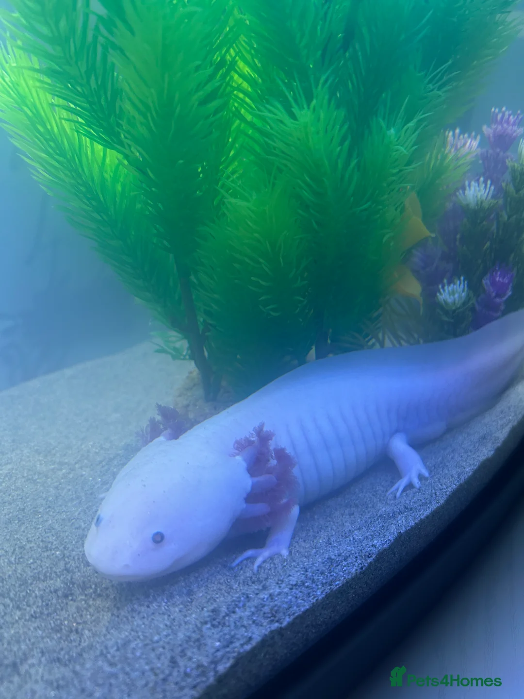 Axolotl reptiles for sale: Adult female Axolotl for sale with full set up  - Advert 2