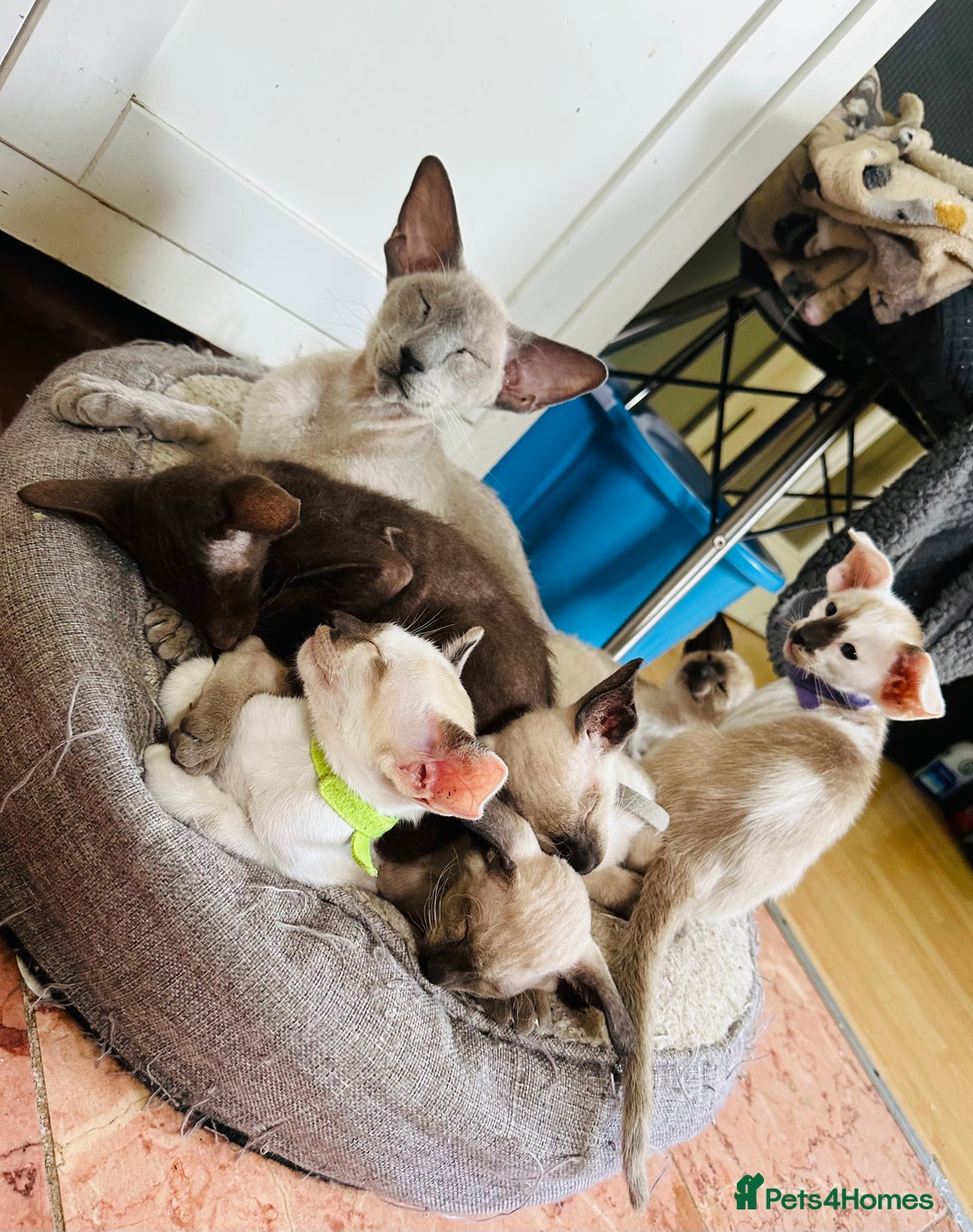 Oriental cats for sale: 2 boys TICA - Image 1
