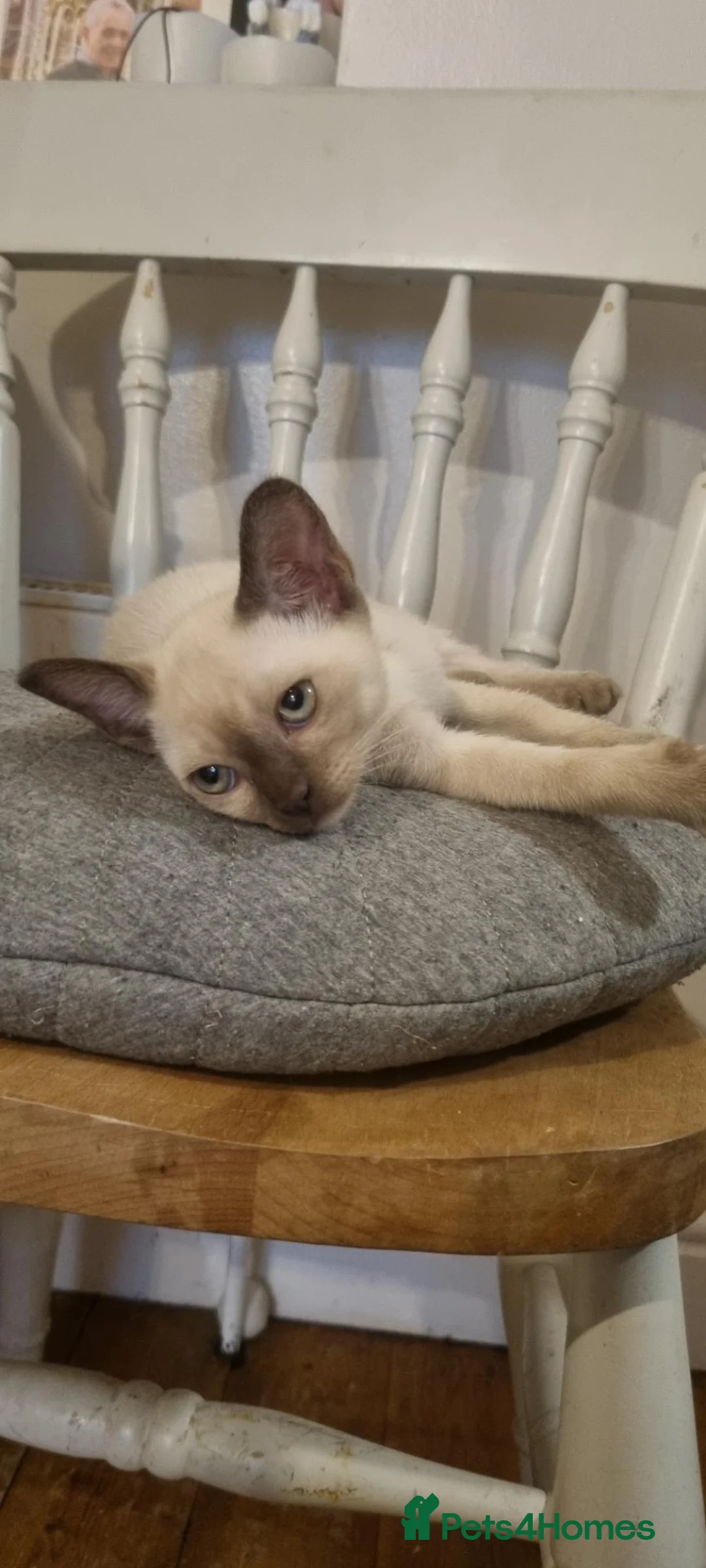 Burmese cats for sale: Burmese kittens  - Advert 10