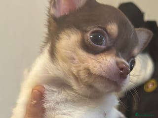 Chihuahua dogs Lovely boy - Advert 10