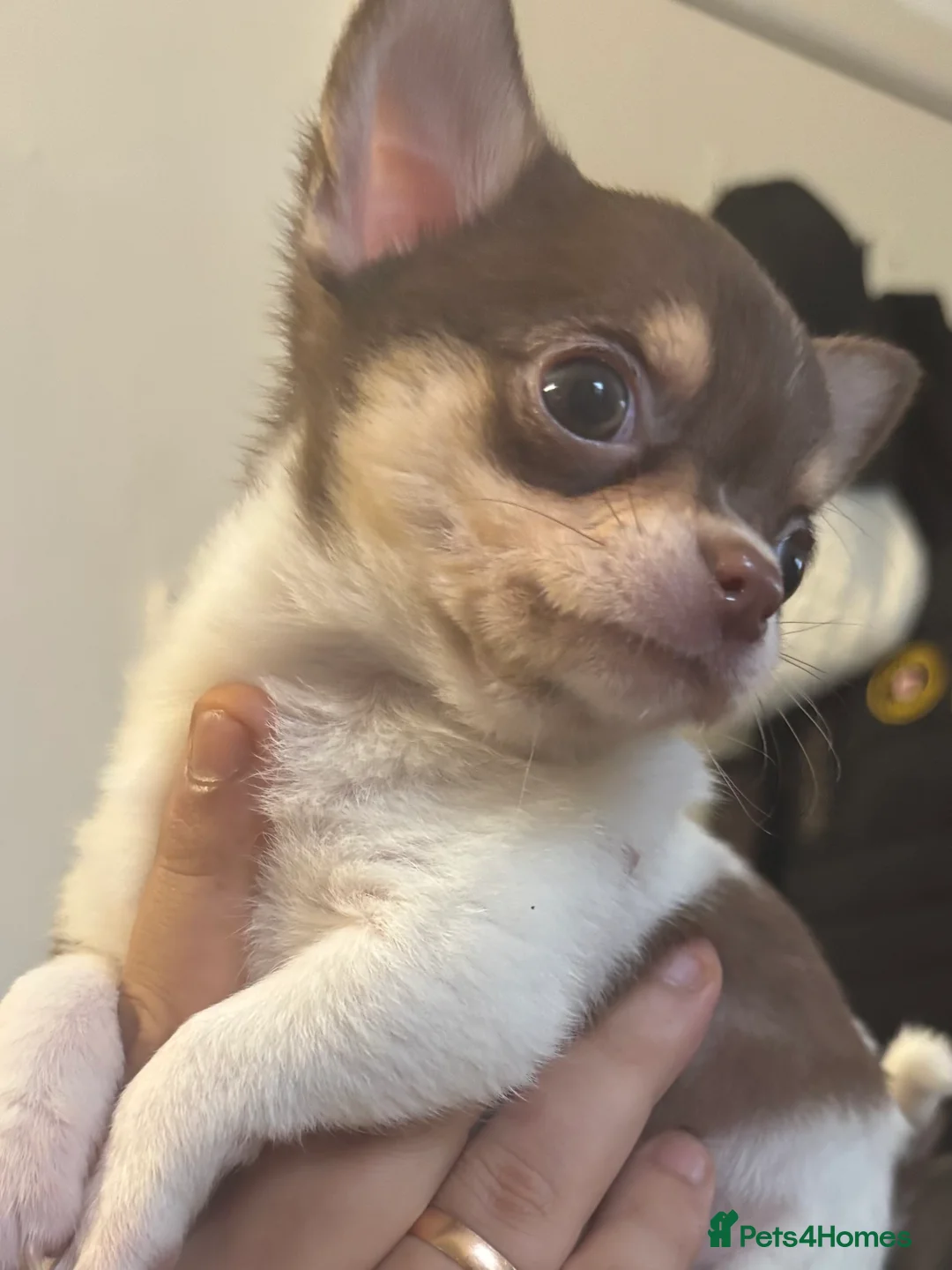 Chihuahua dogs for sale: Lovely boy - Advert 1