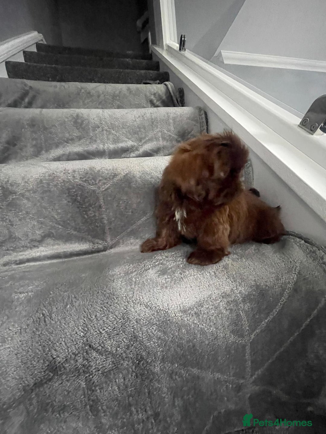 Shih Tzu dogs for sale: Imperial shih tzu pups  - Image 14