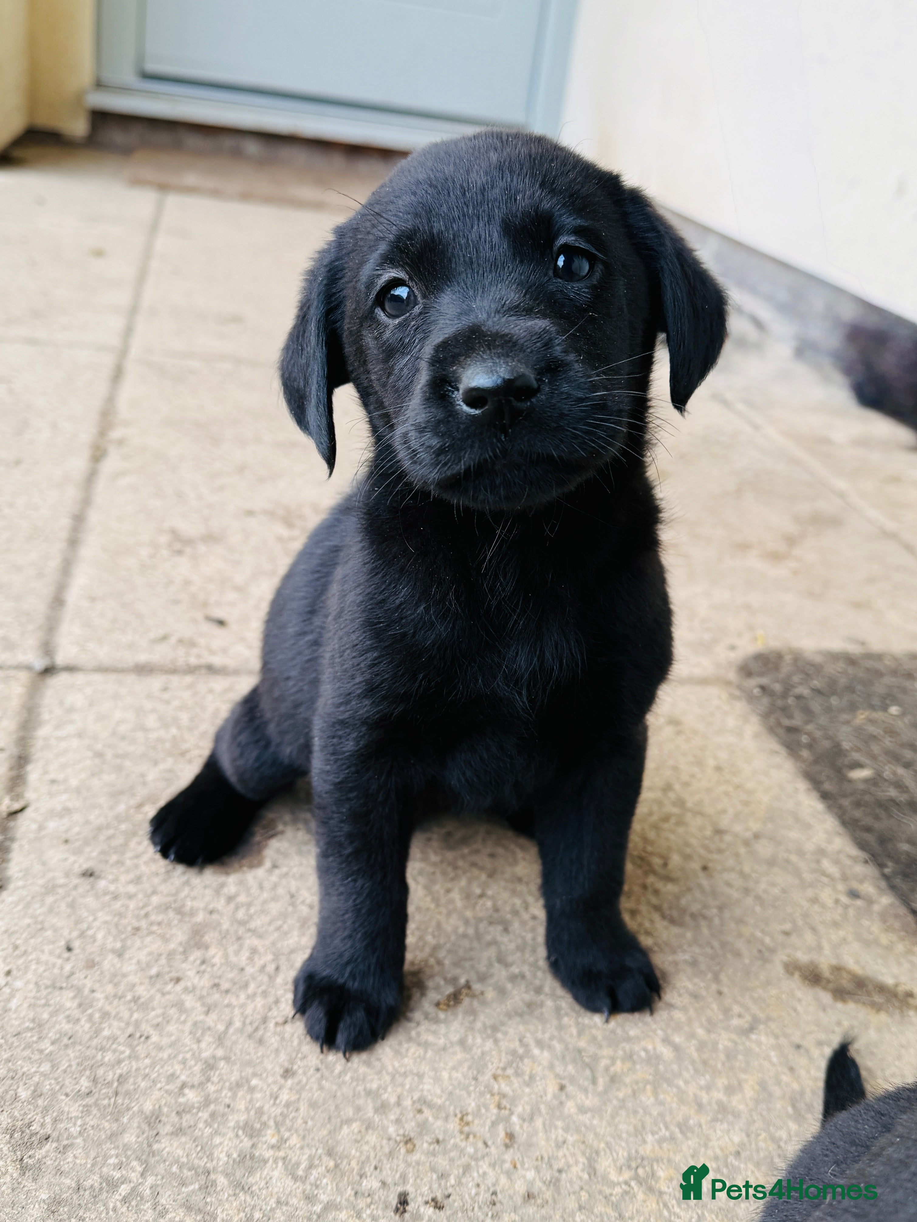 Labrador Retriever dogs KC reg. Health clear. Labrador puppies  - Advert 12