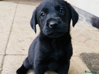 Labrador Retriever dogs KC reg. Health clear. Labrador puppies - Advert 12