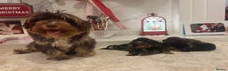 Yorkshire Terrier dogs for sale: Yorkshire terrier puppies  - Advert 2