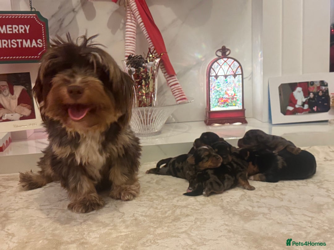 Yorkshire Terrier dogs for sale: Yorkshire terrier puppies  - Advert 2