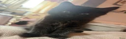 Mixed Breed cats for sale: Kittens £100 to go together to a happy home in Staines - Advert 5