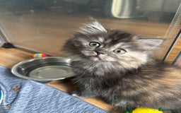 Persian cats for sale: Persian Ragdoll Kittens  - Image 25