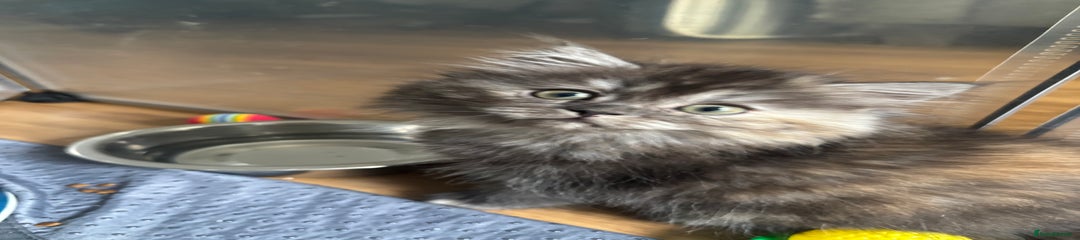Silver Grey Tortoiseshell Tabby Girl