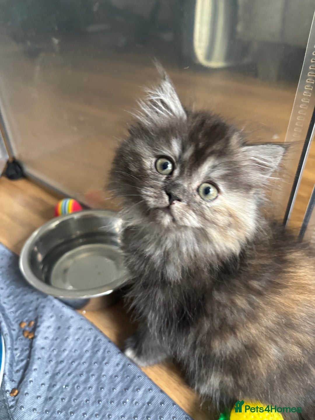 Persian cats for sale: Persian Ragdoll Kittens  - Image 25