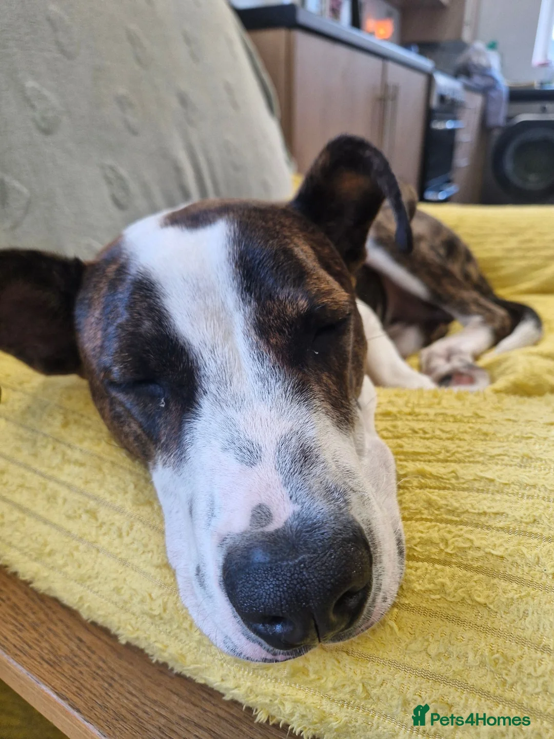 Mixed Breed dogs for sale: American Bull Terrier x Lurcher in Nottingham - Advert 5