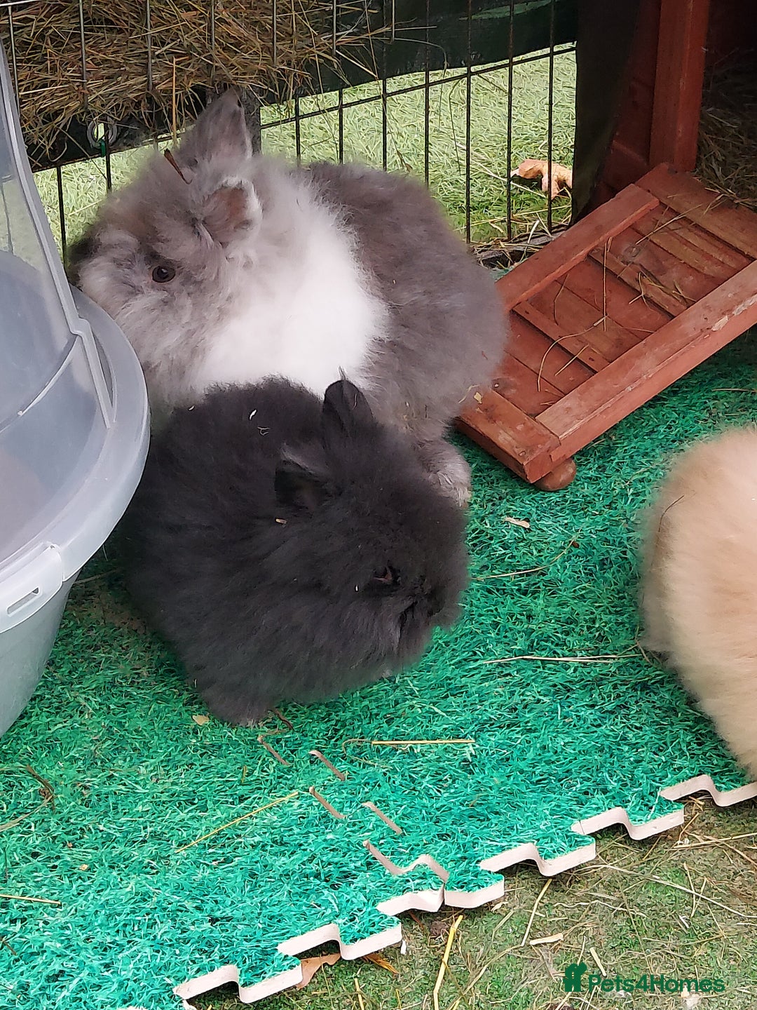 Lionhead rabbits for sale: Beautiful Double Maned Lionhead Babies - Image 5