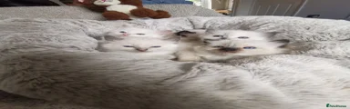 Ragdoll 1