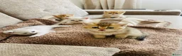 British Shorthair cats for sale: British Shorthair Kittens – Gold & Silver in Newport - Advert 2