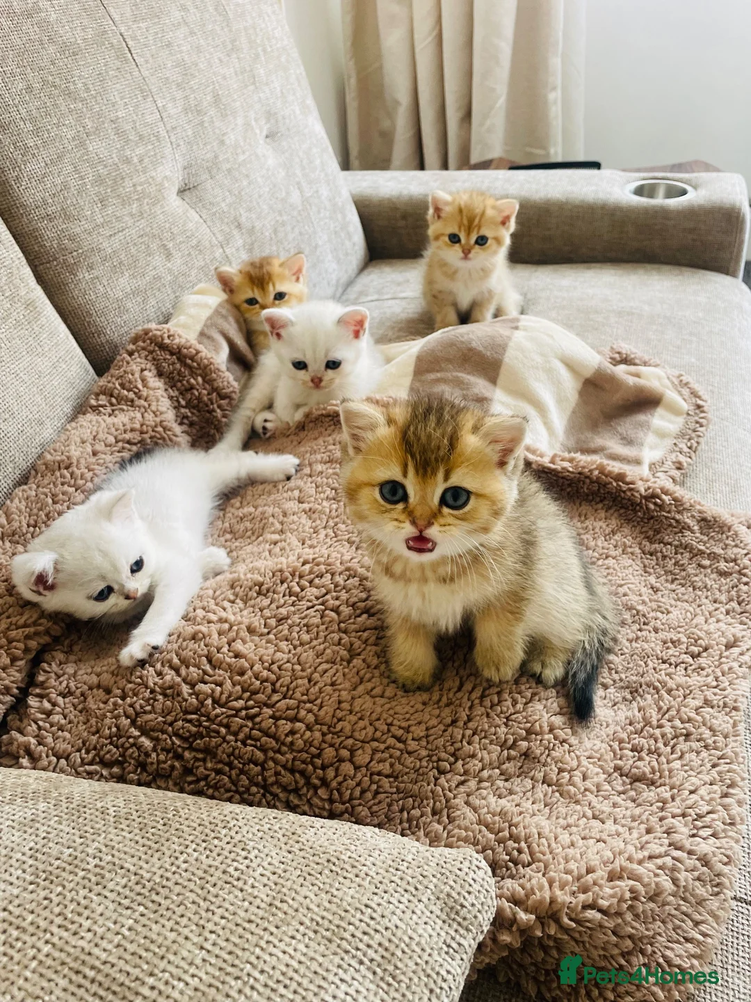 British Shorthair cats for sale: British Shorthair Kittens – Gold & Silver in Newport - Advert 2