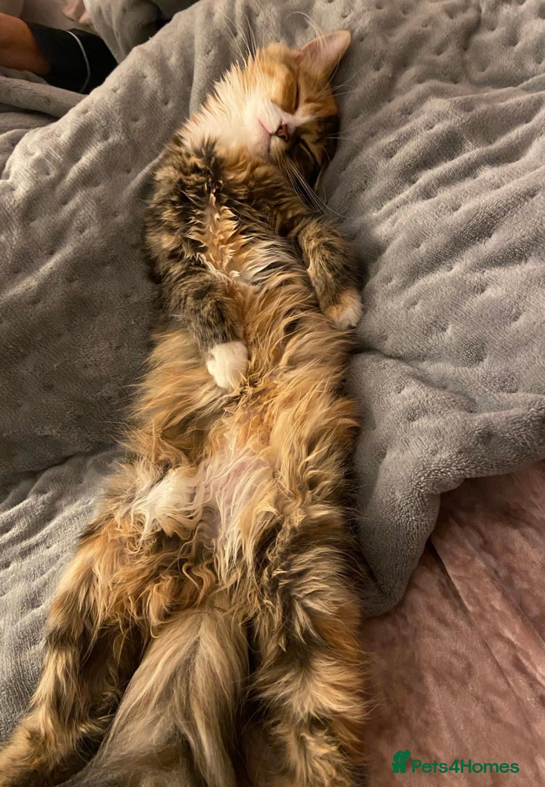 Mixed Breed cats for sale: 5 Beautiful fluffy kittens ready to be re-homed ❤️ - Image 29