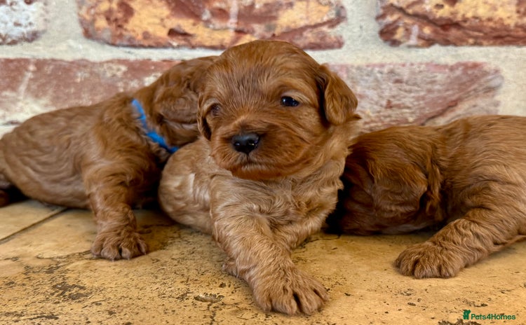 Cavapoo dogs - Advert 15