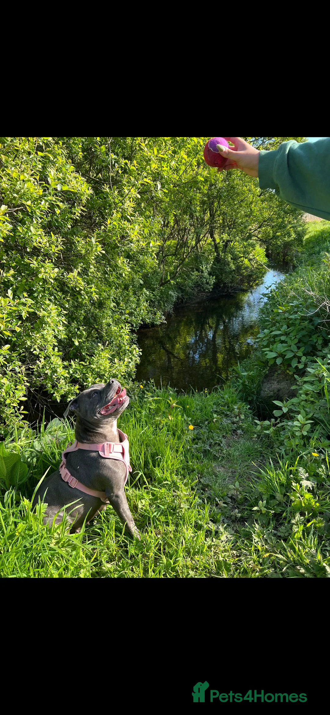 Staffordshire Bull Terrier dogs for sale: ONE GORGEOUS PURE BLUE BOY AVAILABLE  - Advert 11